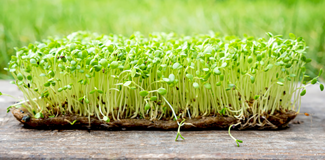 organic microgreens farm and shop for orderly and vegan nutrition with plant power from seedlings