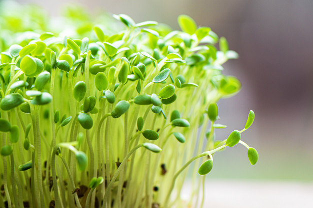 bio microgreen starter kid with seeds and all you need to start the microgreen farm