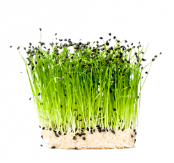 bio microgreens shop seeds and equipment