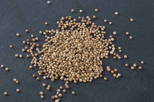 Koriander Samen Bio Keimsaat für Microgreens